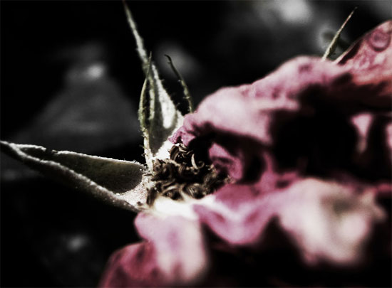 death flowers #2