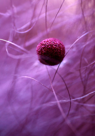 Sophie Thouvenin :: Purple Seeds | hinah exhibitions #1