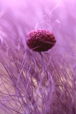 Sophie Thouvenin :: Purple Seeds | hinah exhibitions #3