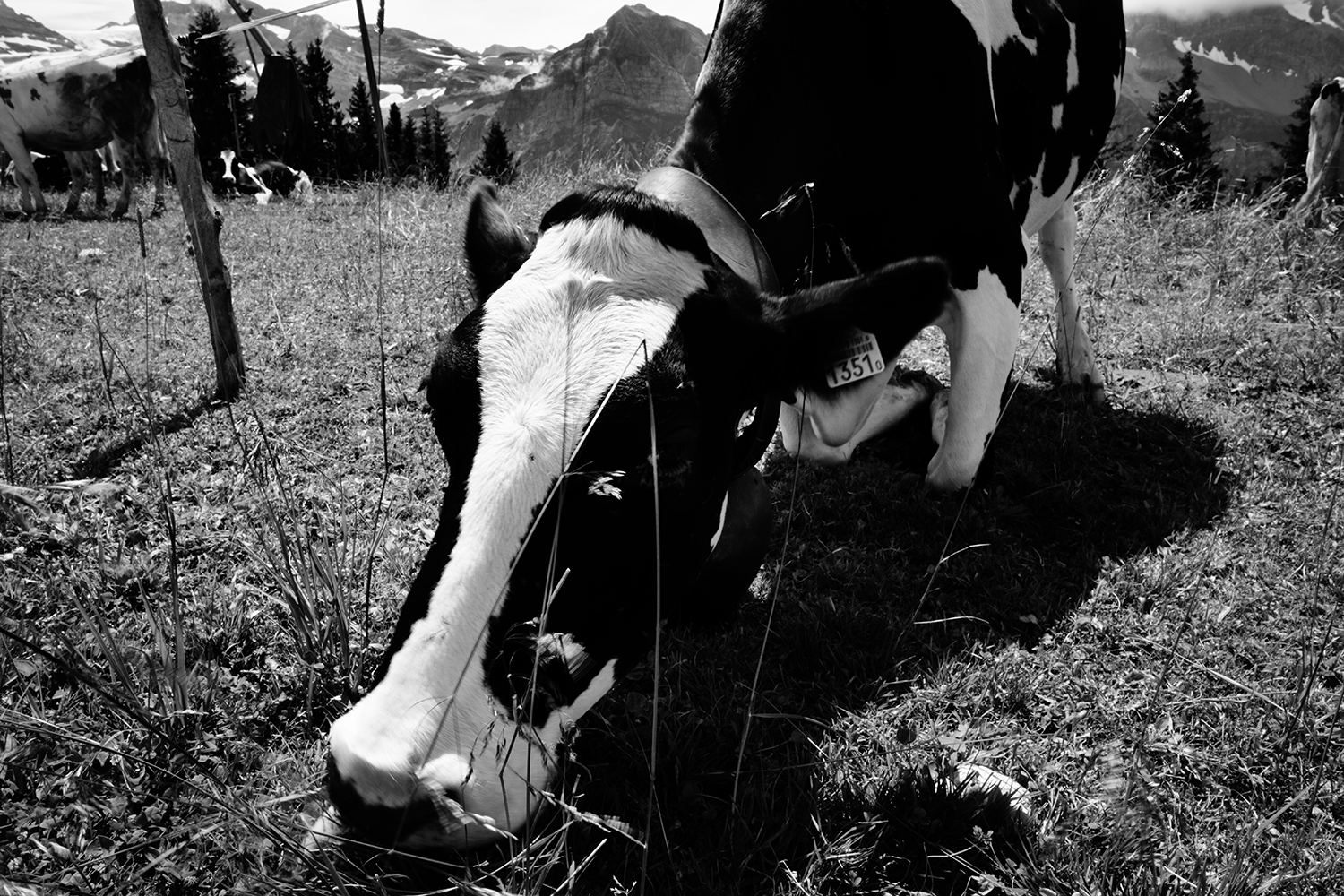 Animals #61