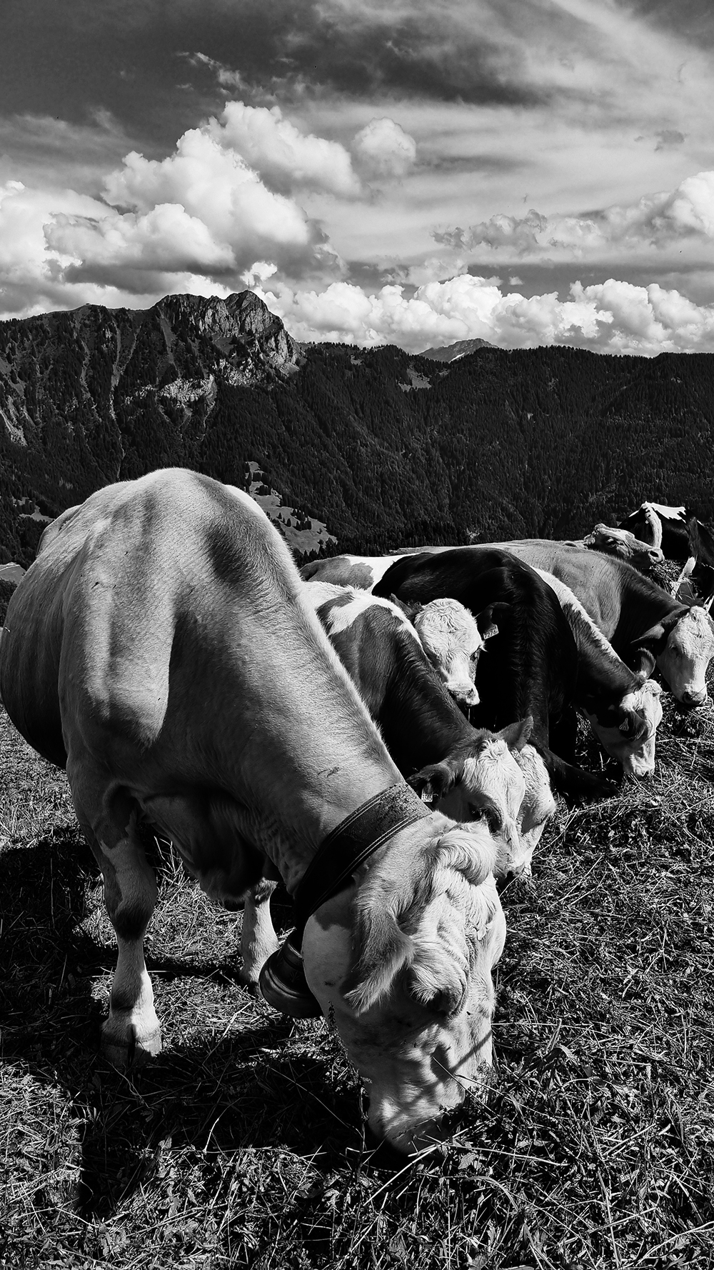 Animals #62