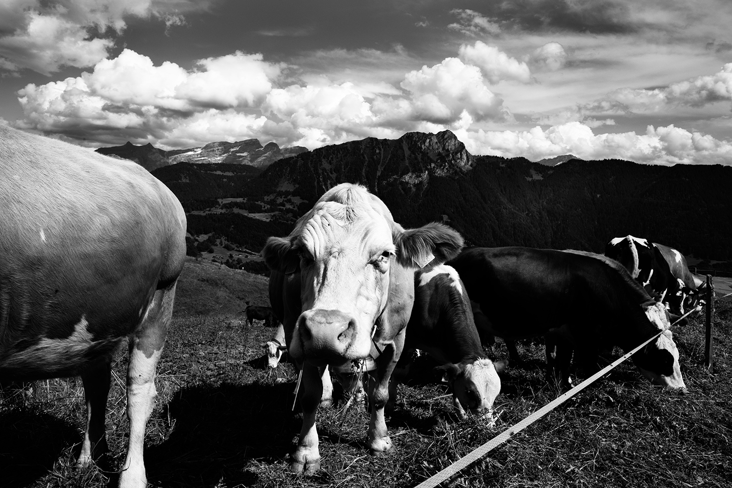 Animals #63