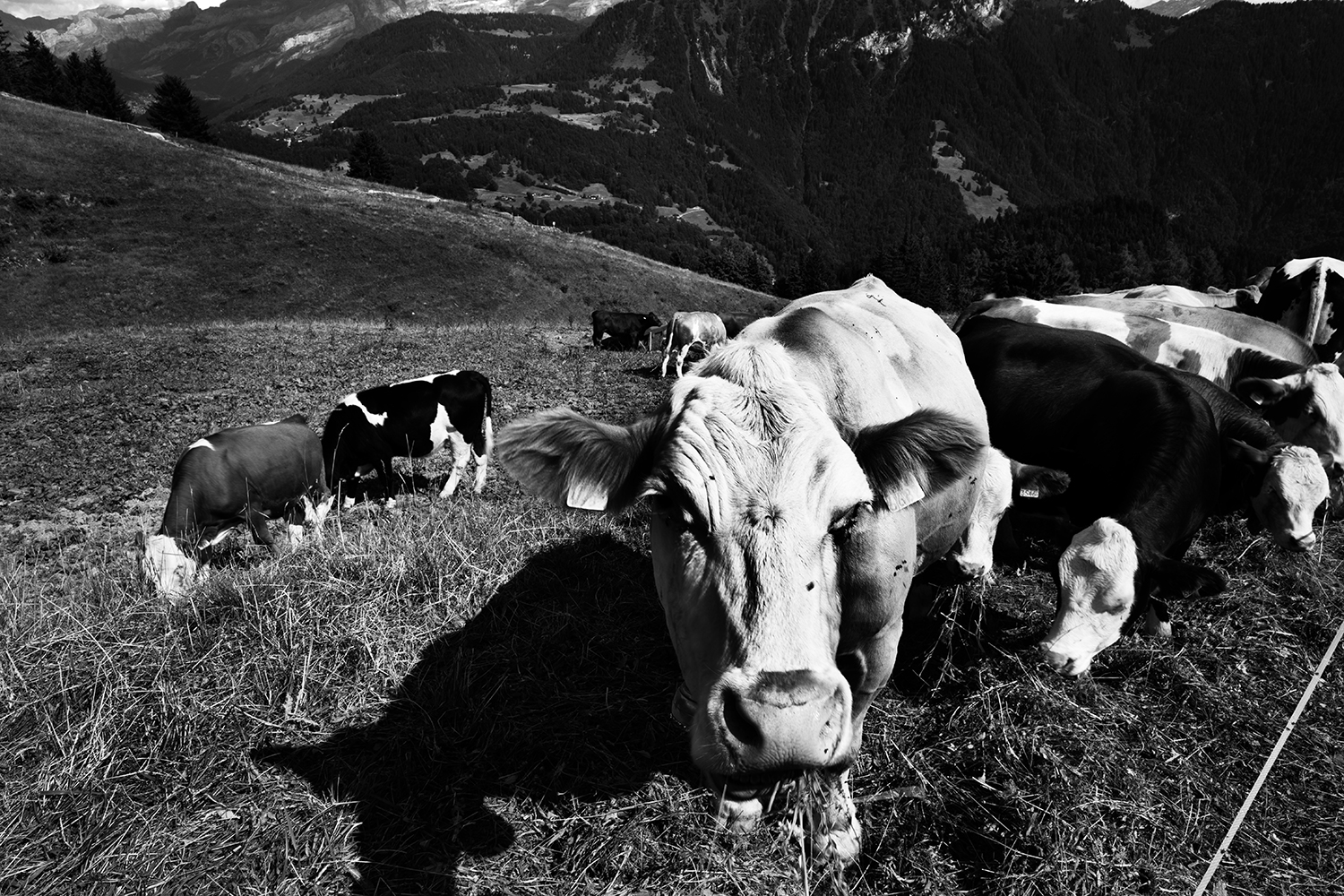 Animals #64