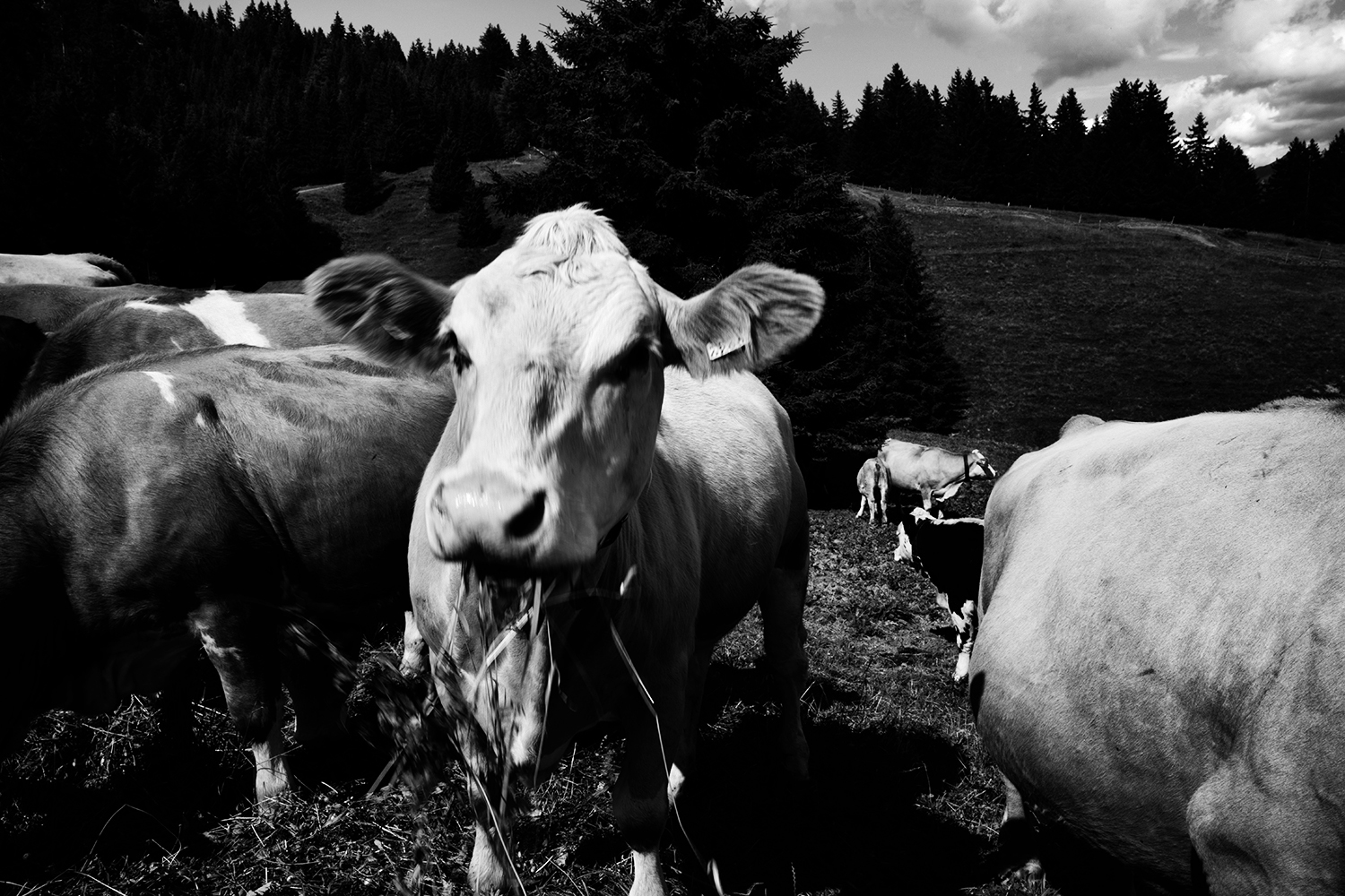 Animals #65