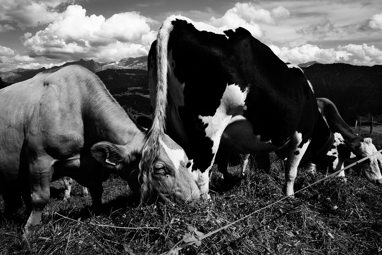 Animals #67