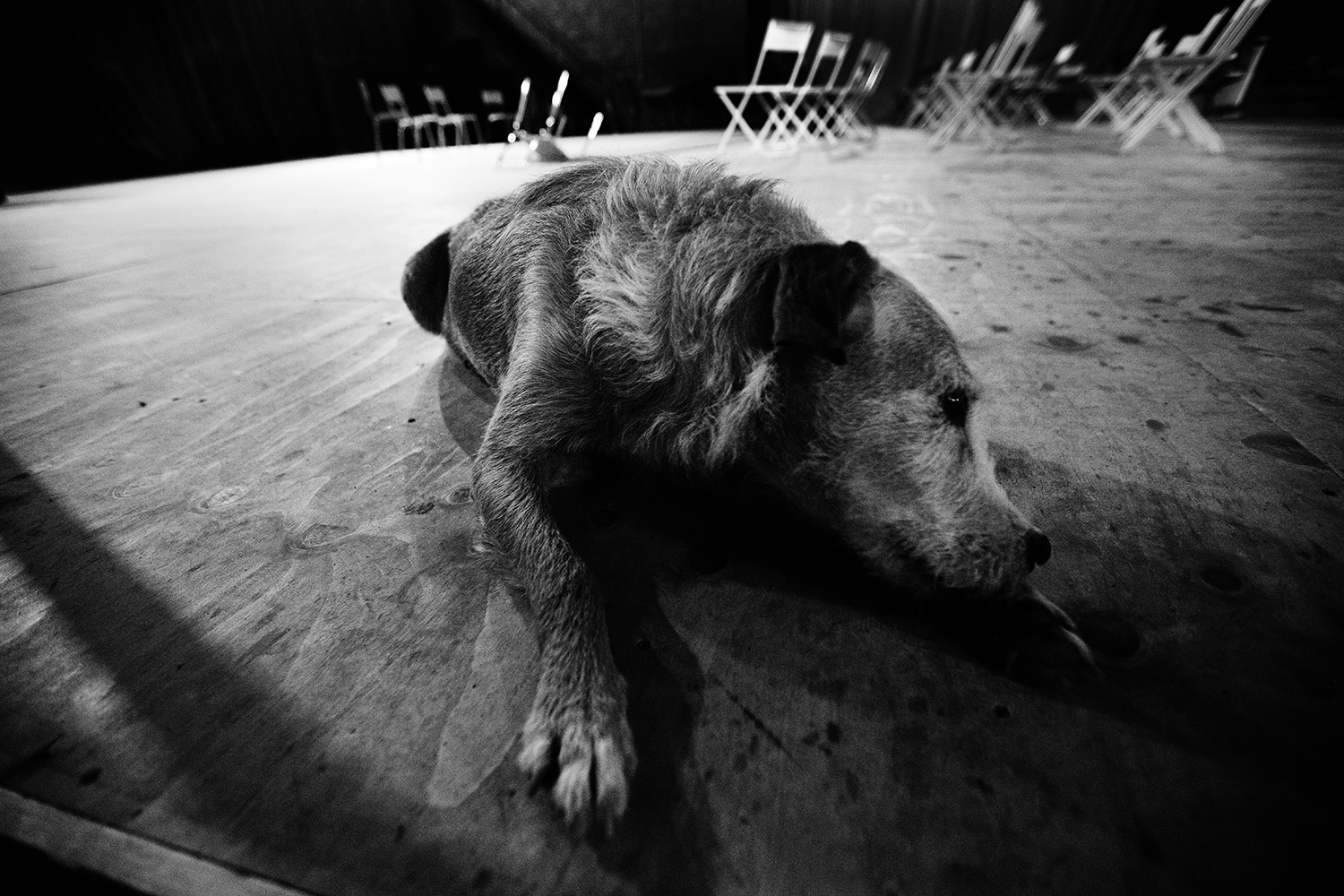 Animals
