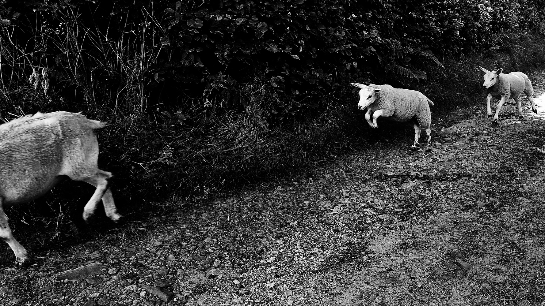 Animals
