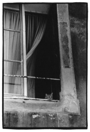 Cats by Laurent Orseau #13