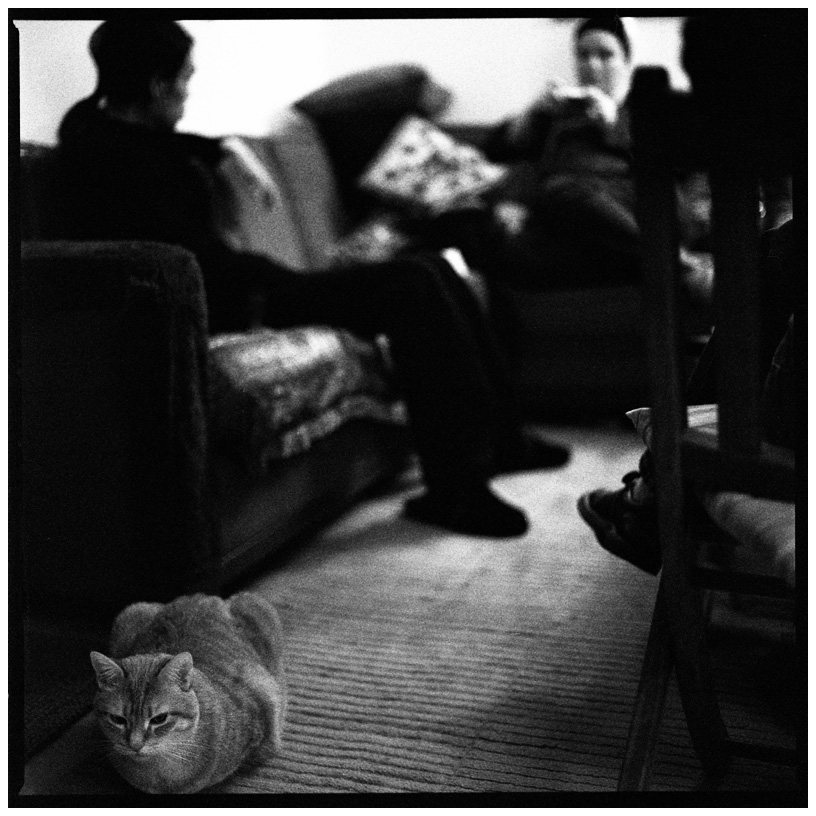 Cats by Laurent Orseau #40
