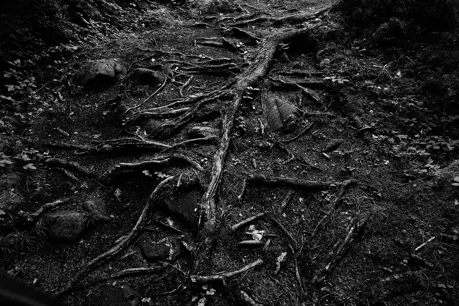 Dark Nature