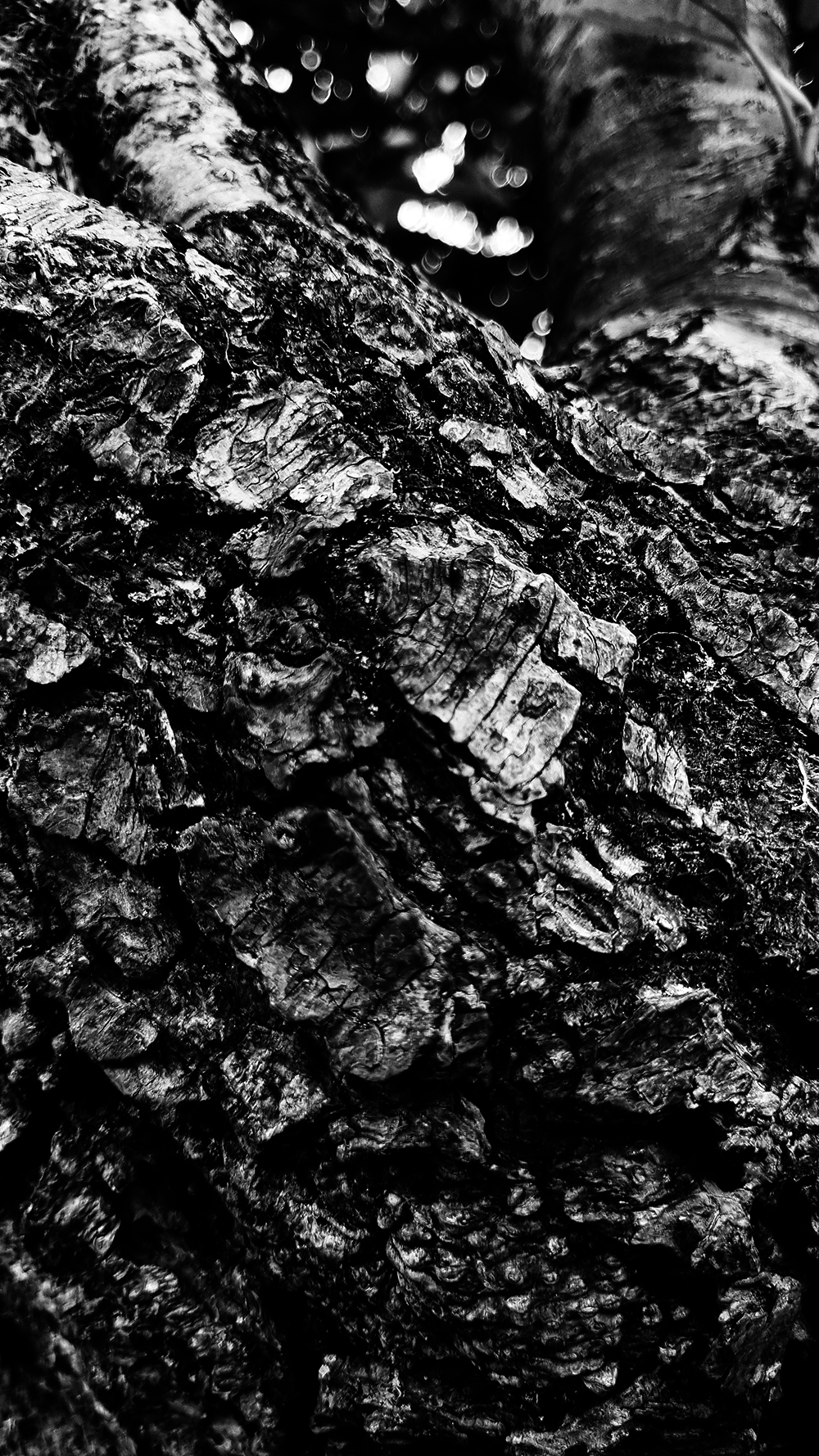 Dark Nature #323
