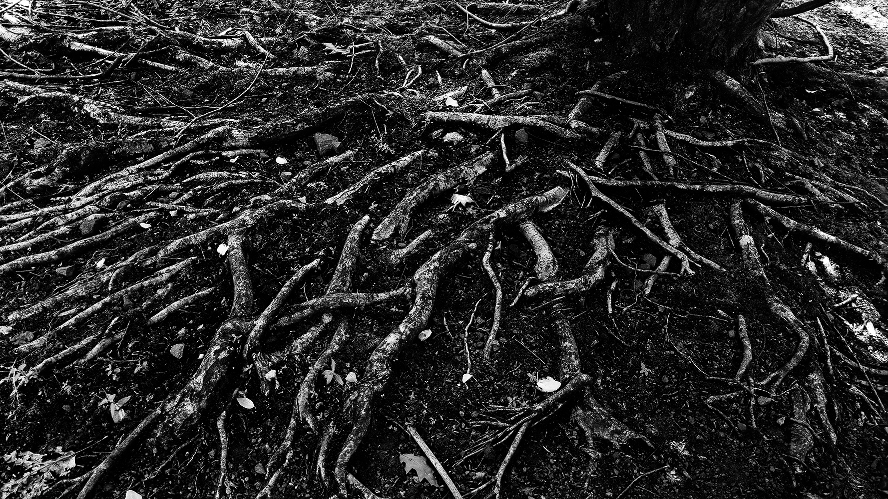 Dark Nature