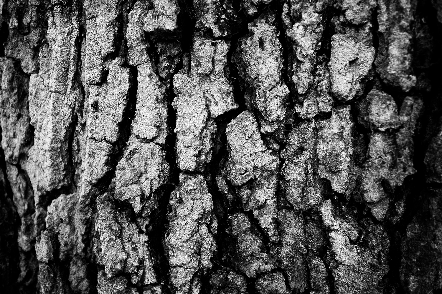 Dark Nature #325