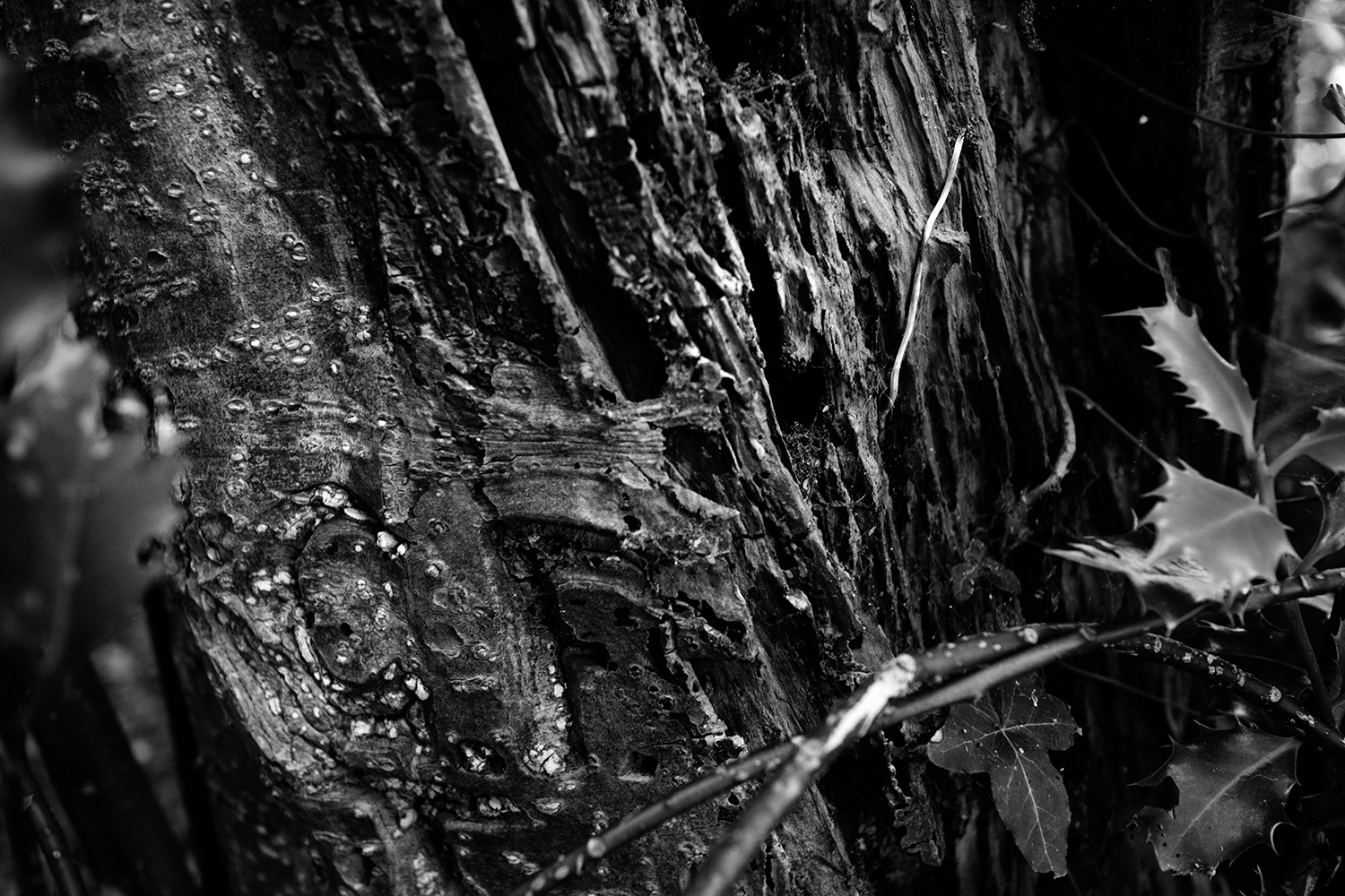Dark Nature #326