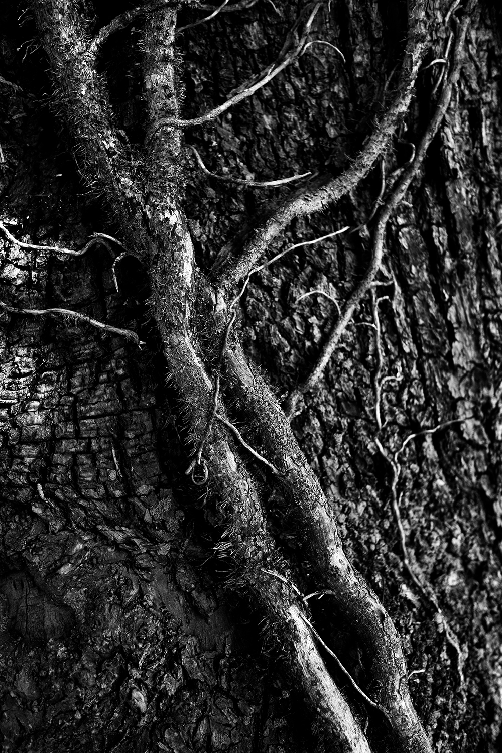 Dark Nature #327