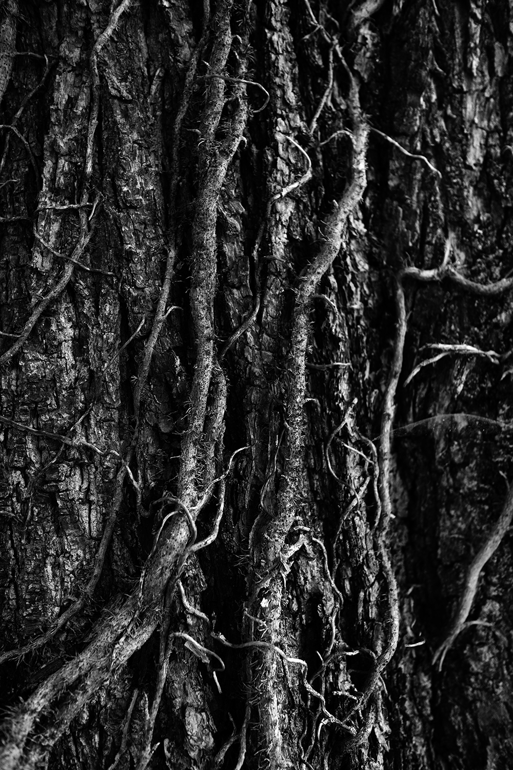 Dark Nature #328