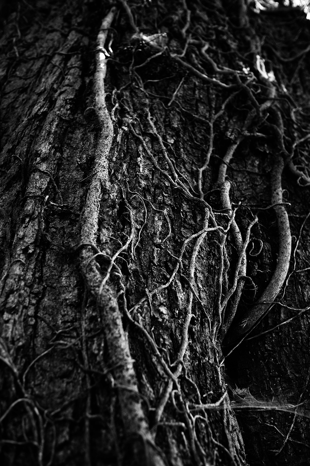 Dark Nature #329