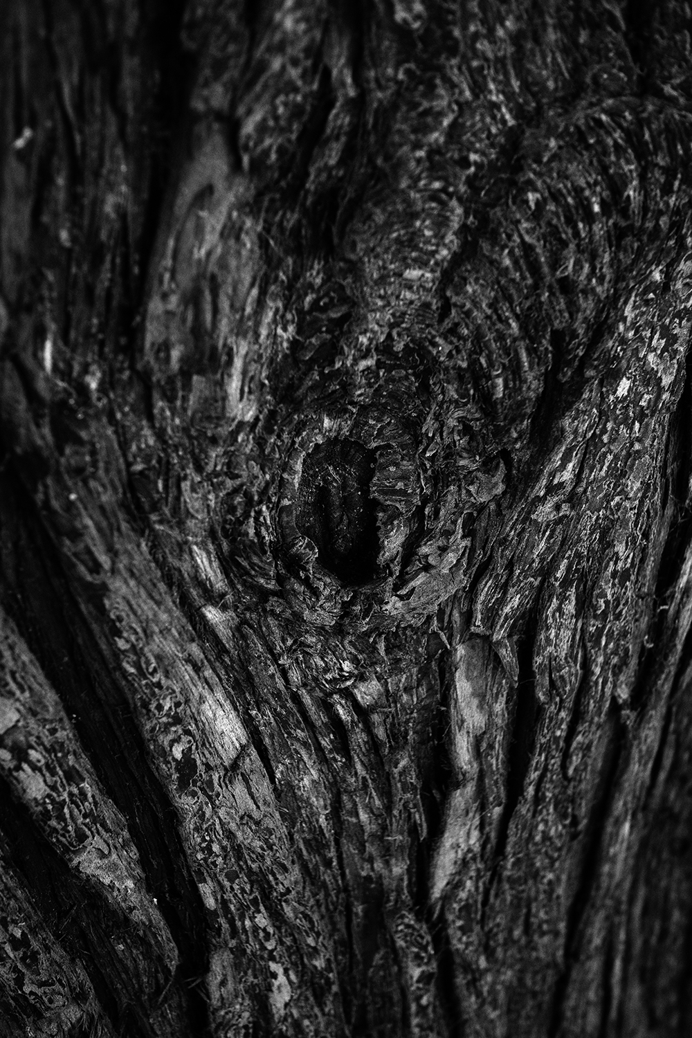 Dark Nature #330