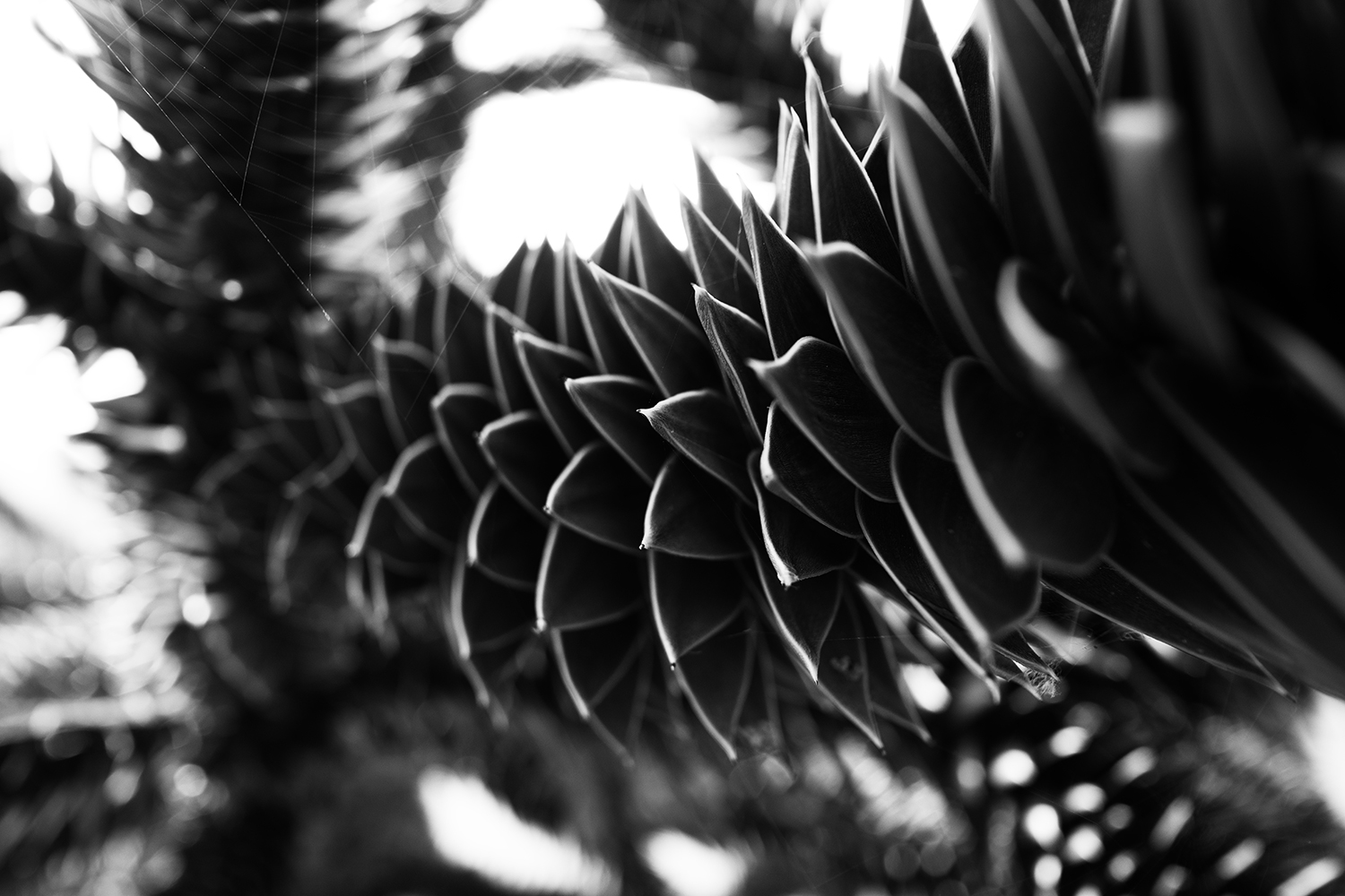 Dark Nature #331