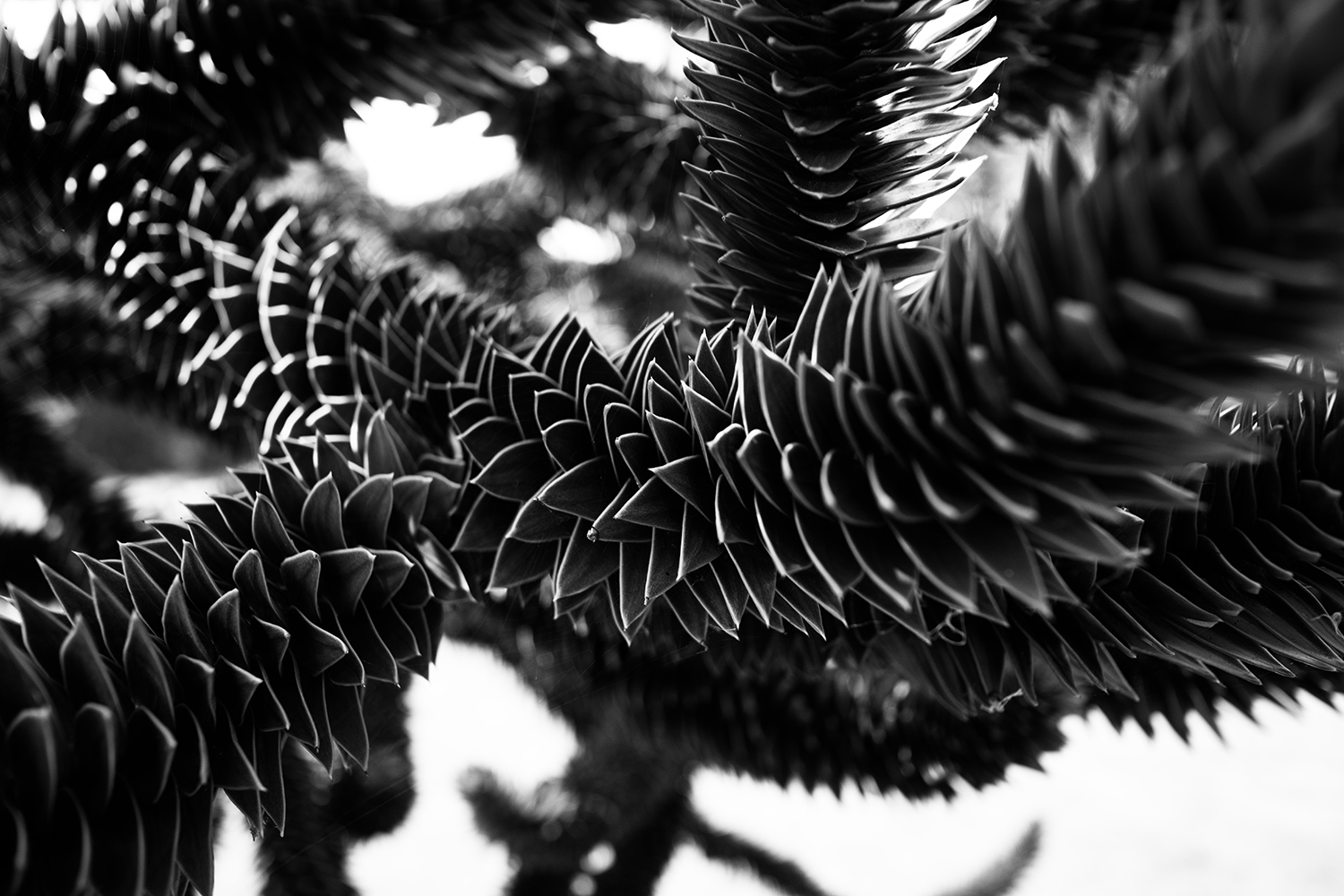 Dark Nature