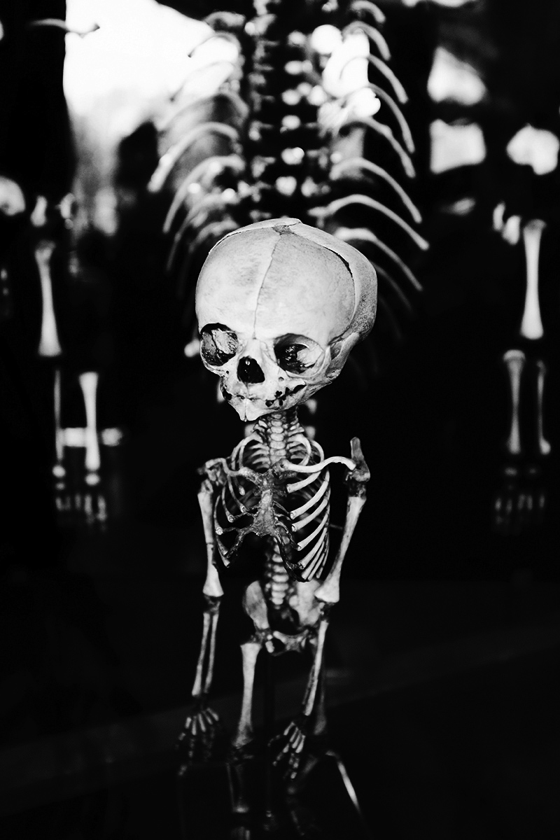 Foetal Skeletons by Laurent Orseau #2