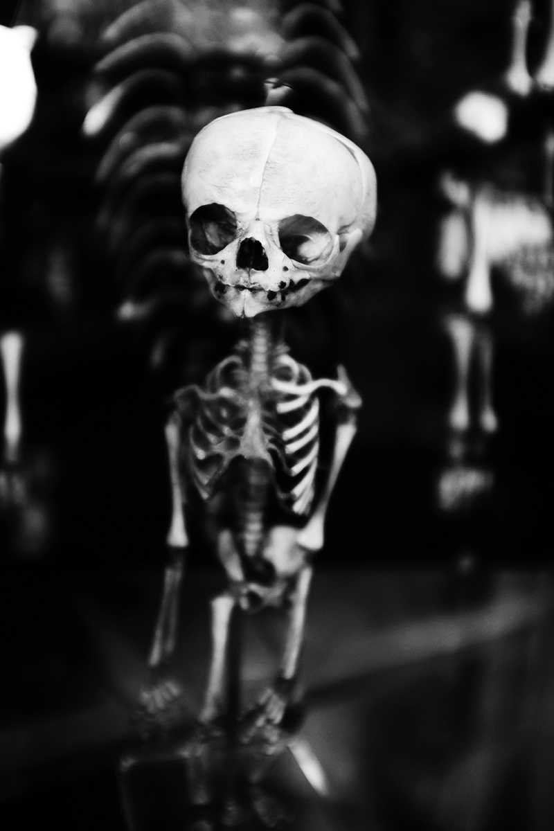 Foetal Skeletons by Laurent Orseau #3