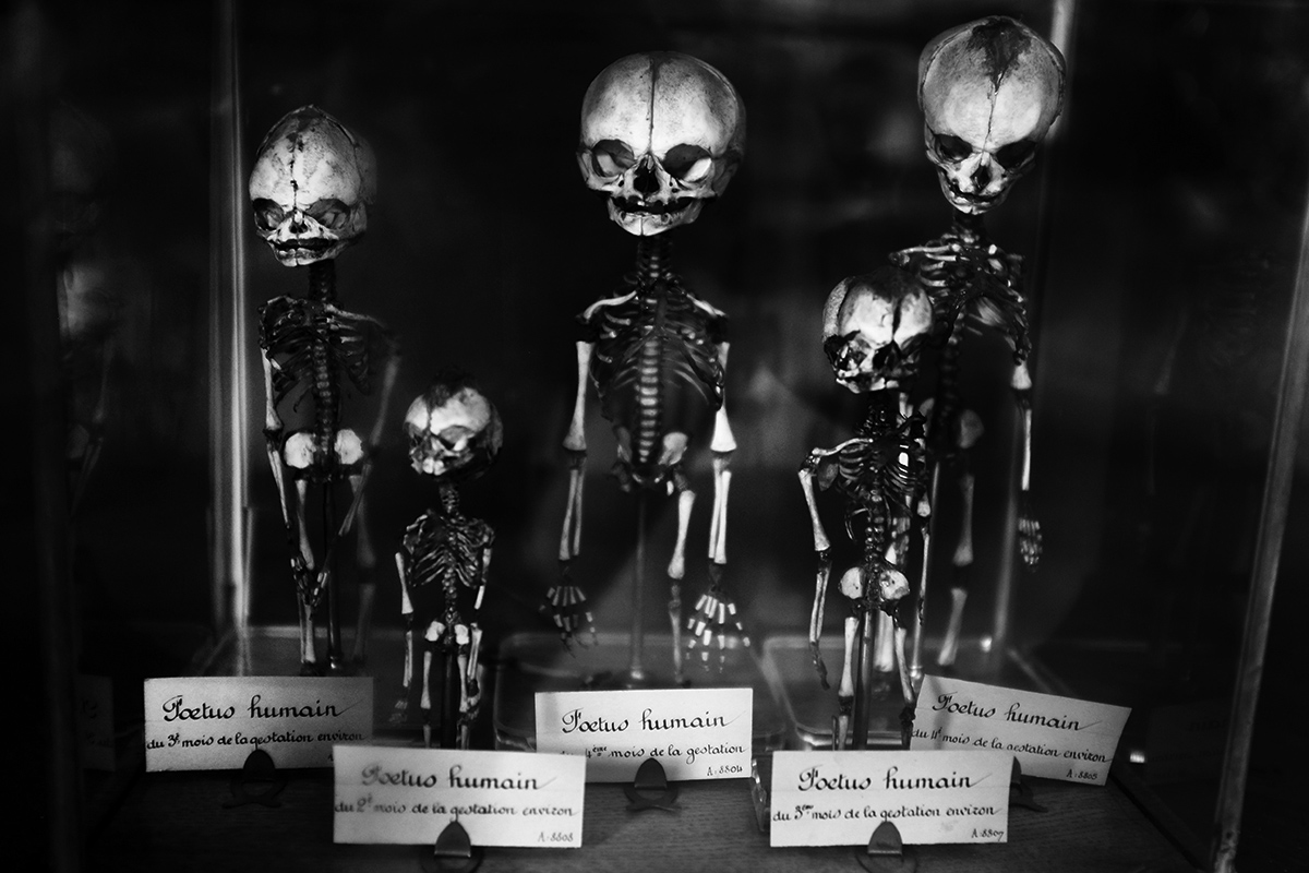 Foetal Skeletons by Laurent Orseau #9