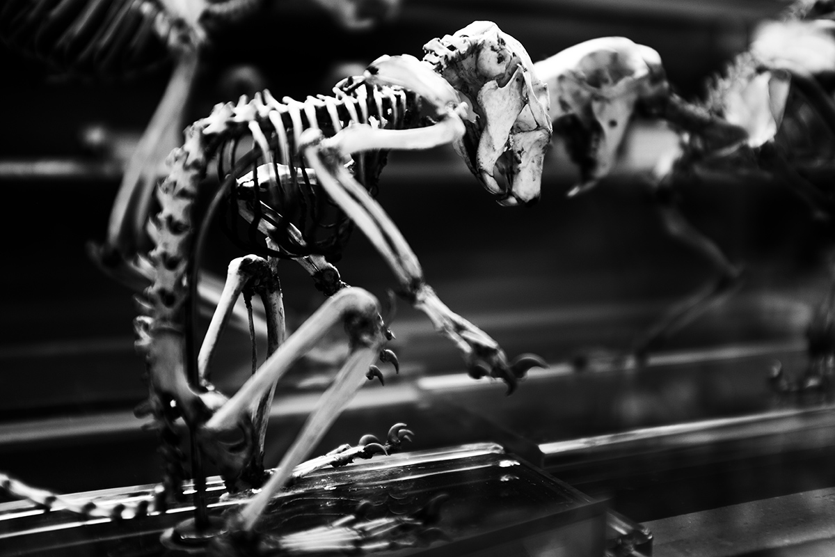 Skeletons by Laurent Orseau #17