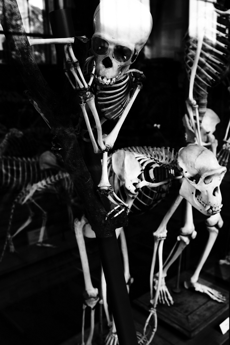 Skeletons by Laurent Orseau #20