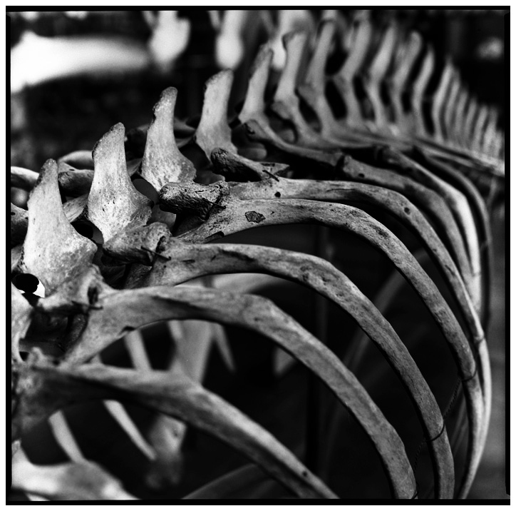 Skeletons by Laurent Orseau #4