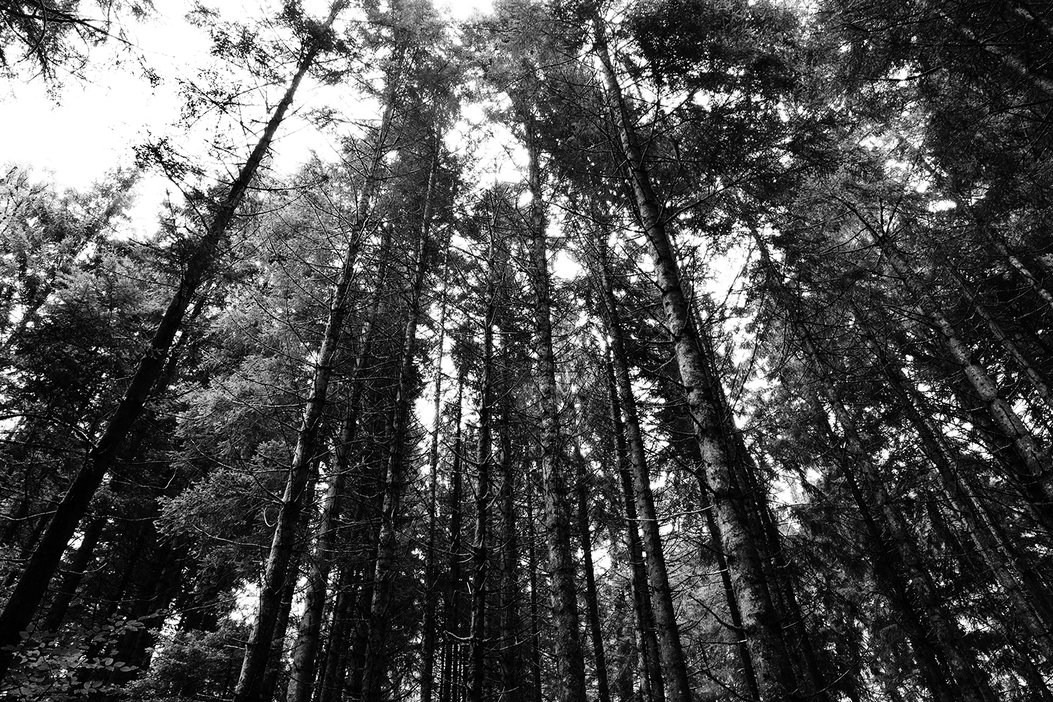 Trees, Plants, Flowers...