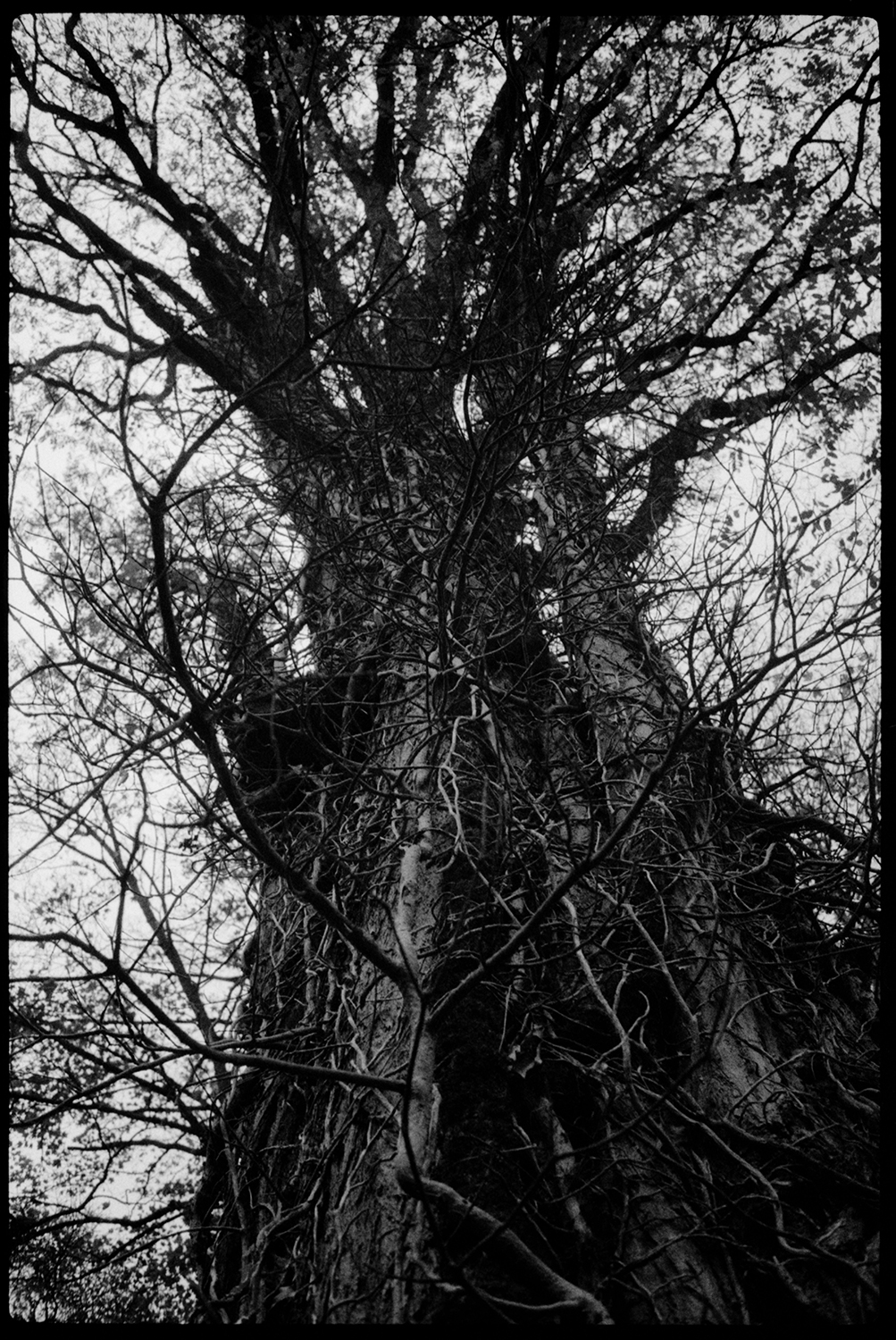 Trees, Plants, Flowers... #257