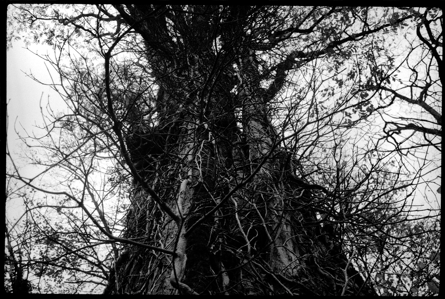 Trees, Plants, Flowers...