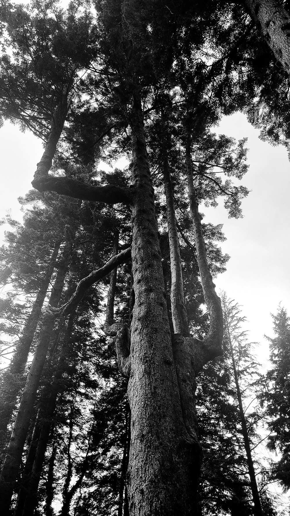 Trees, Plants, Flowers... #259