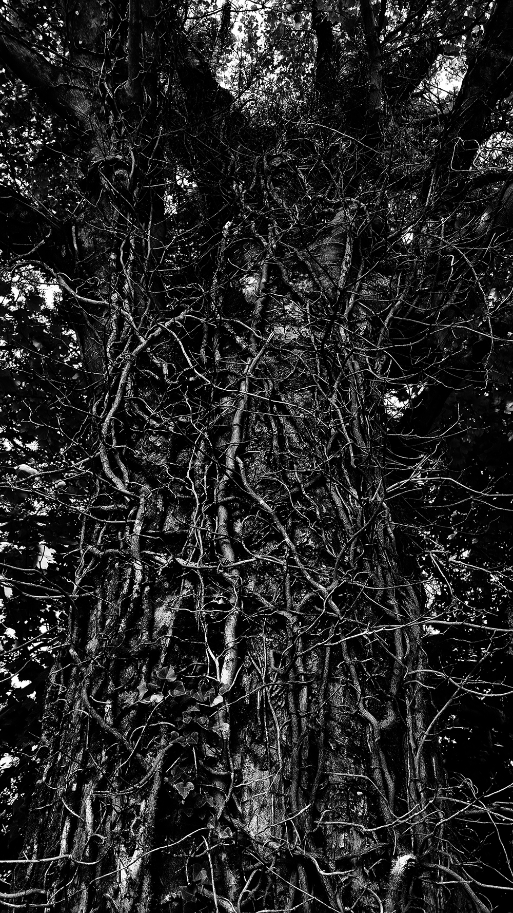 Trees, Plants, Flowers...